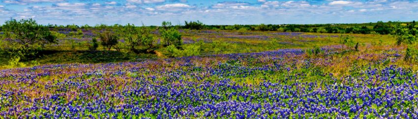 A meadow in Katy, TX, whose residents can get bail bond loans from All About Bail Bonds