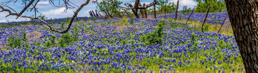 A meadow in College Station, TX, whose residents can get bail bonds from All About Bail Bonds