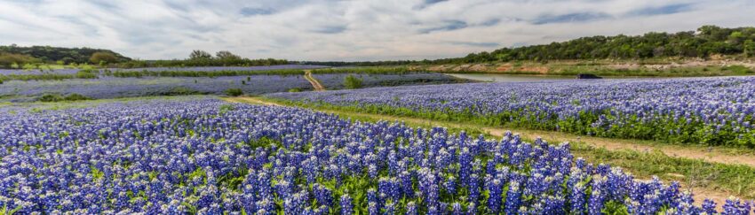 A meadow of flowers in Willow Meadow, TX, which All About Bail Bonds can provide bail bonds to its residents