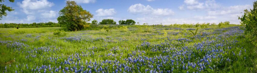 A meadow in Spring, TX, whose residents can get 24 hour bail bonds from All About Bail Bonds