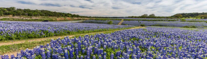 A meadow of purple flowers in Spring Branch West, TX, which a place that All About Bail Bonds provides bail bond services to