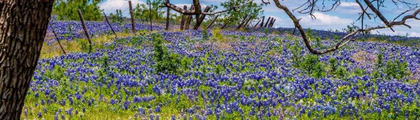 A meadow in College Station, TX, whose residents can get 24 hour bail bonds from All About Bail Bonds